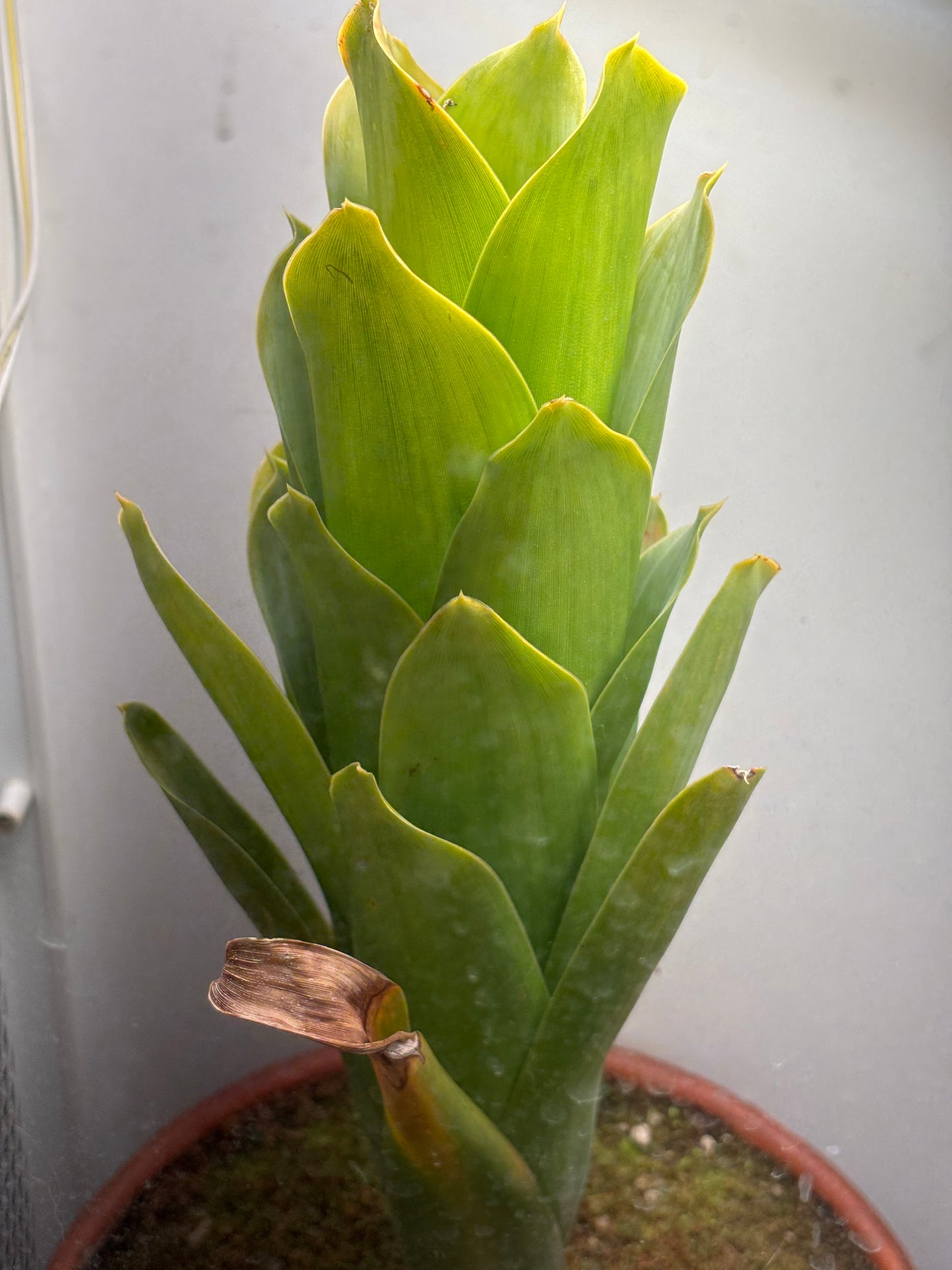 Brocchinia reducta