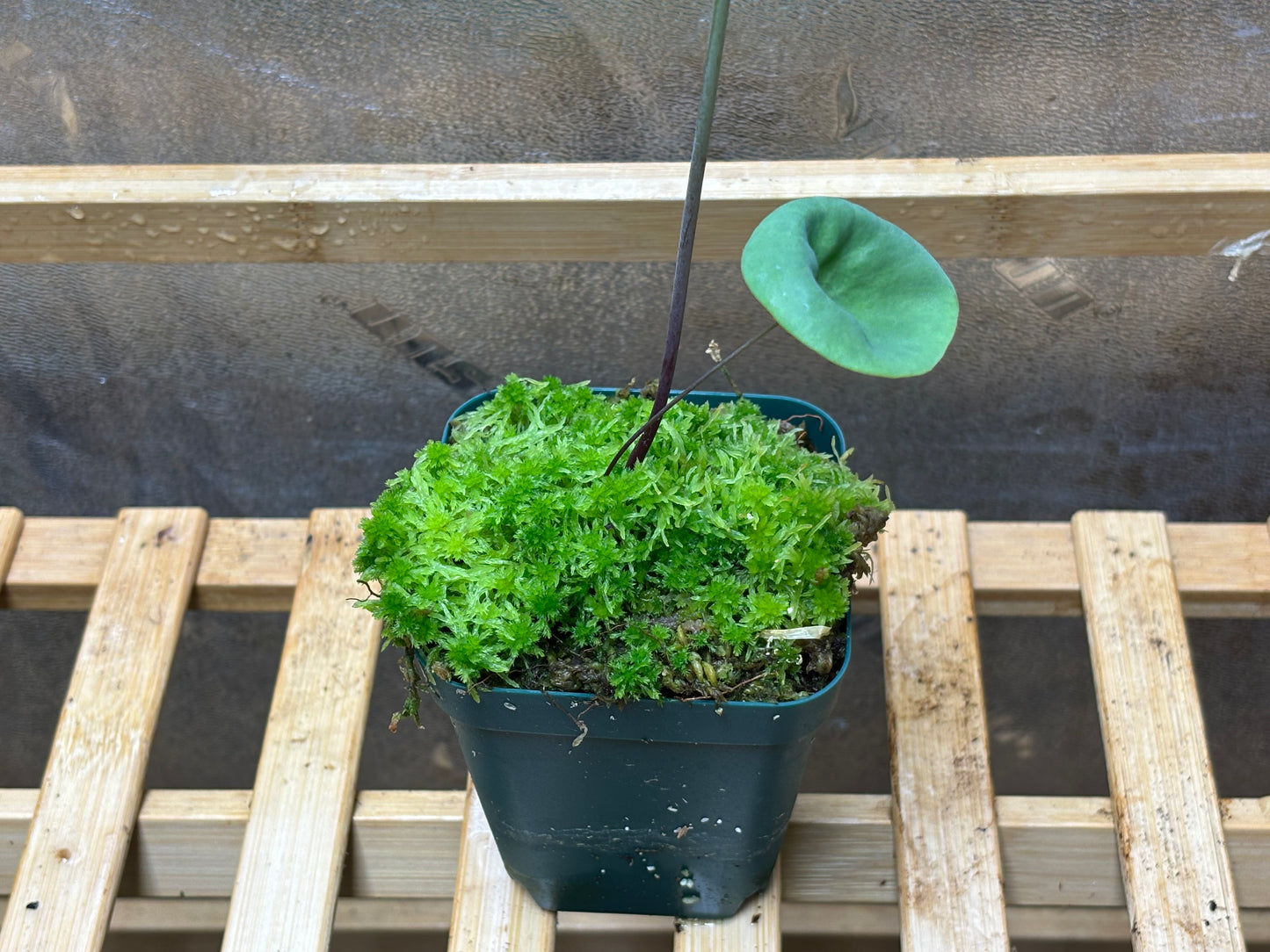 Utricularia nelumbifolia