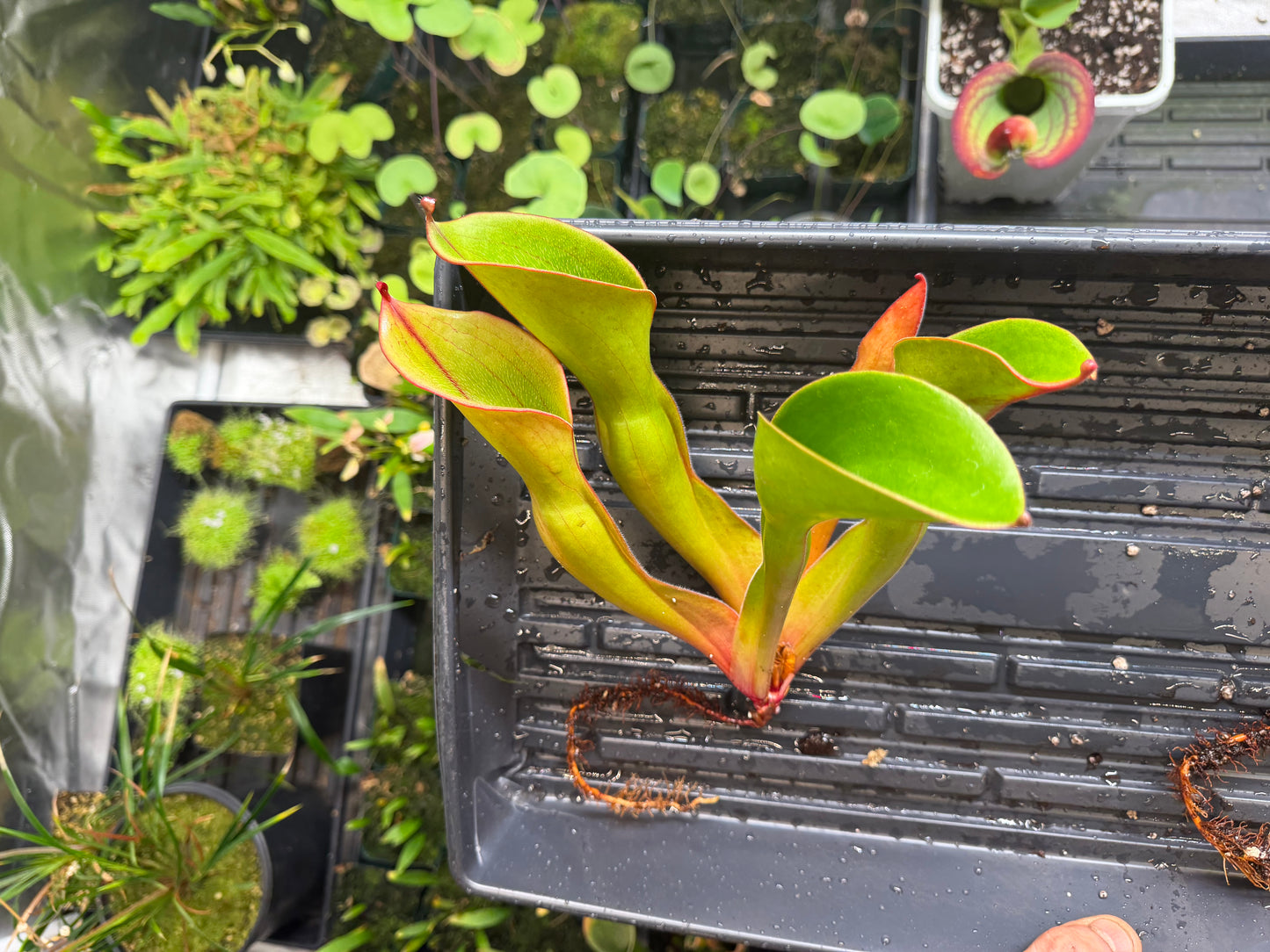 Heliamphora ionasi