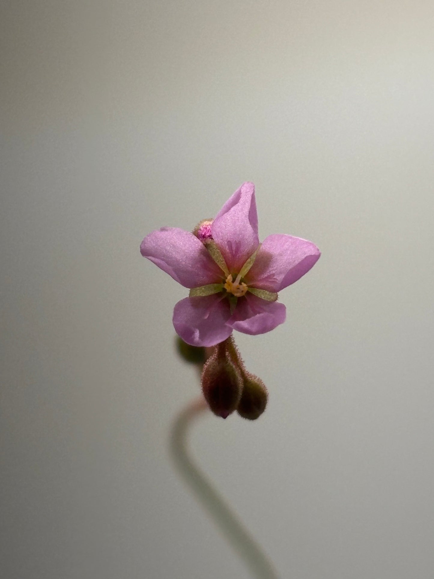 Drosera spatulata
