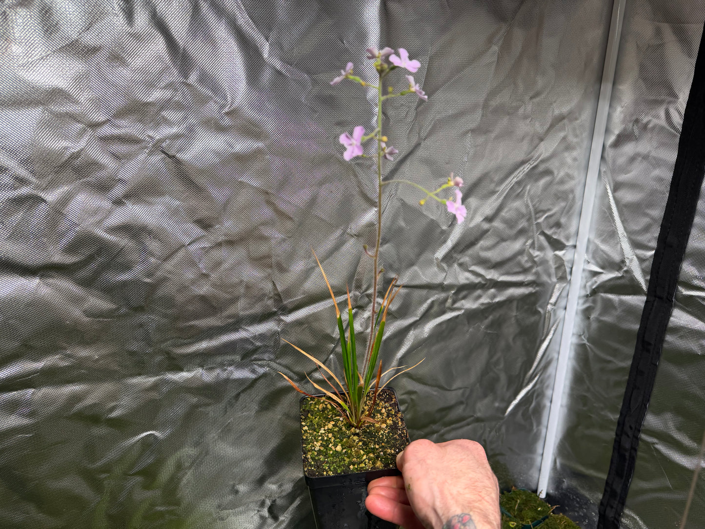 Stylidium affine -The Queen Triggerplant