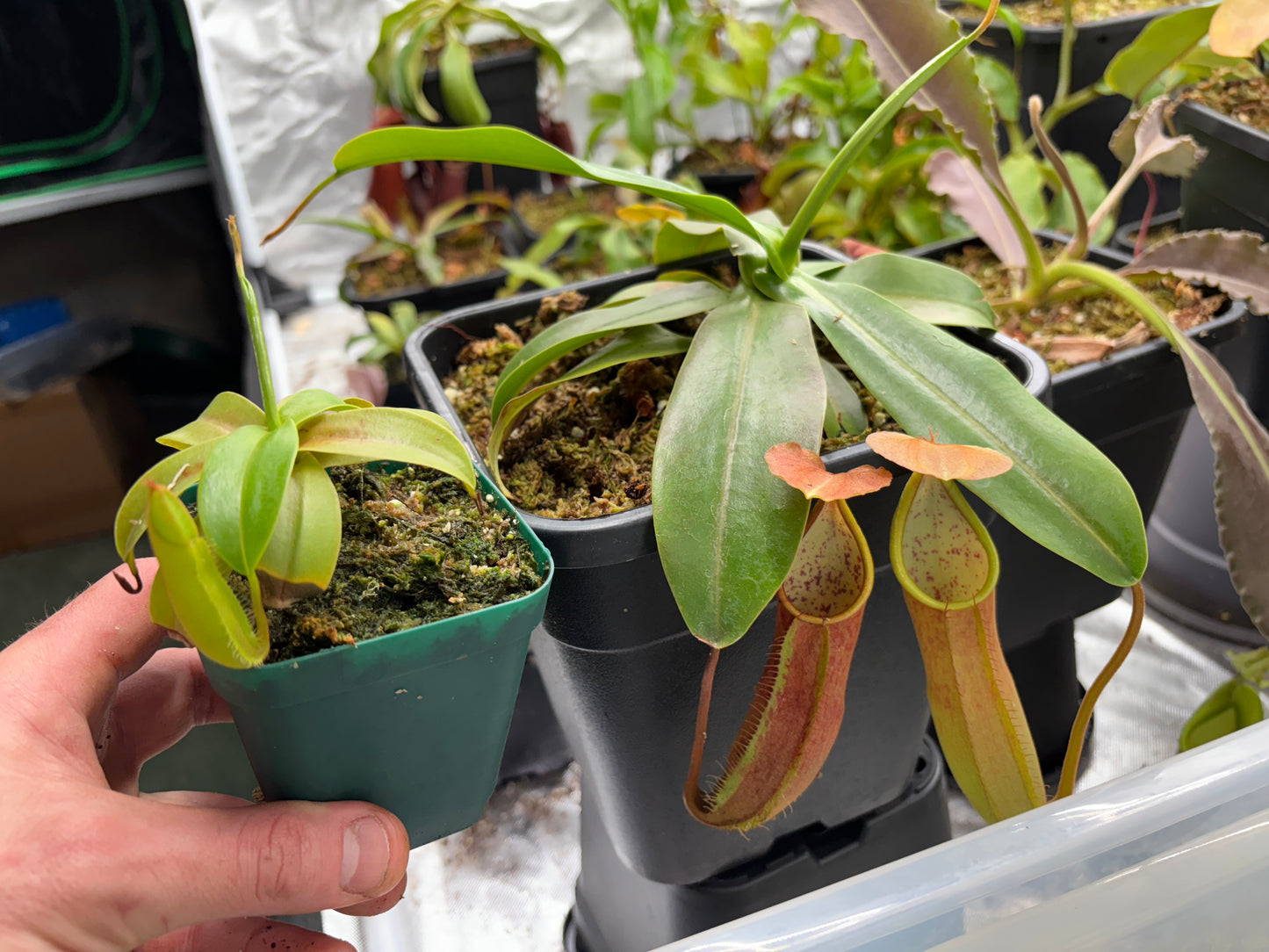 Nepenthes sanguinea