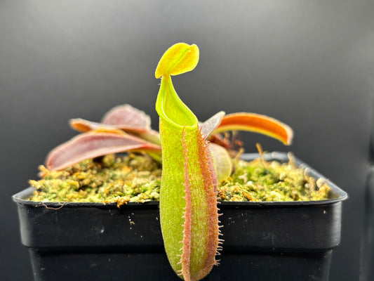 Nepenthes Maxima Sulawesi wavy-leaf BE3907