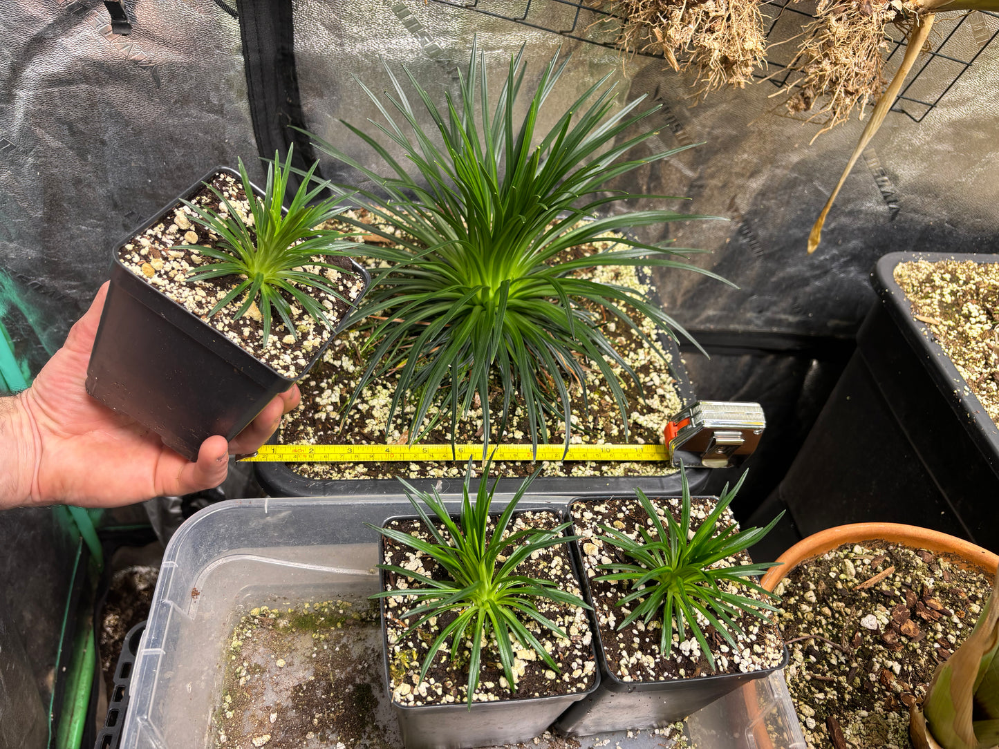 Stylidium graminifolium