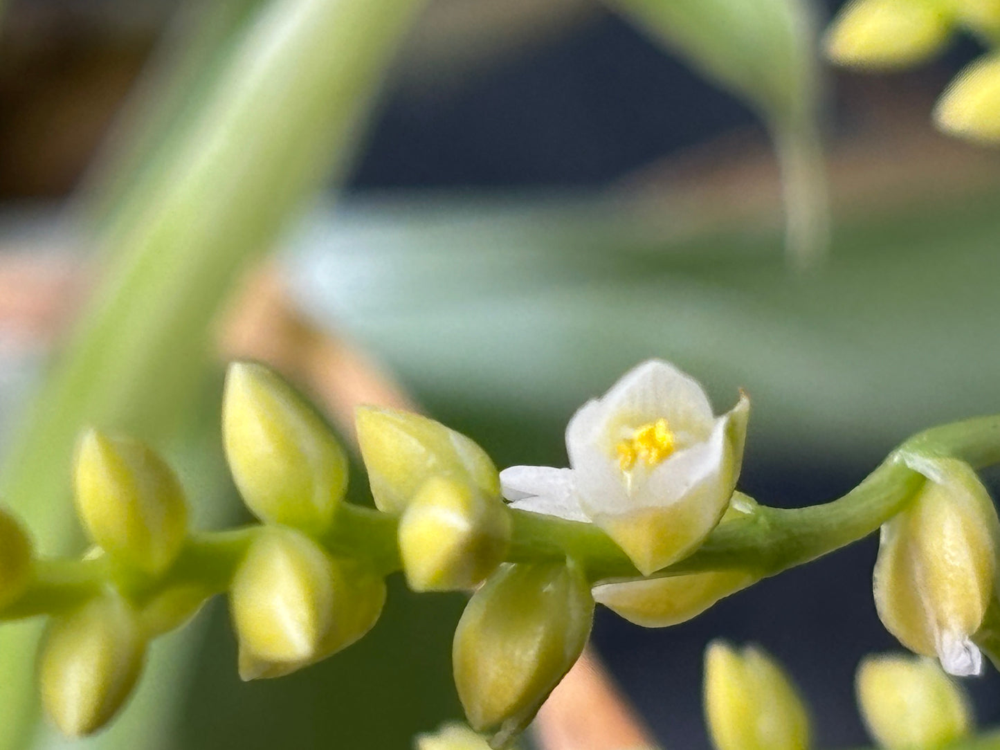 Catopsis morreniana