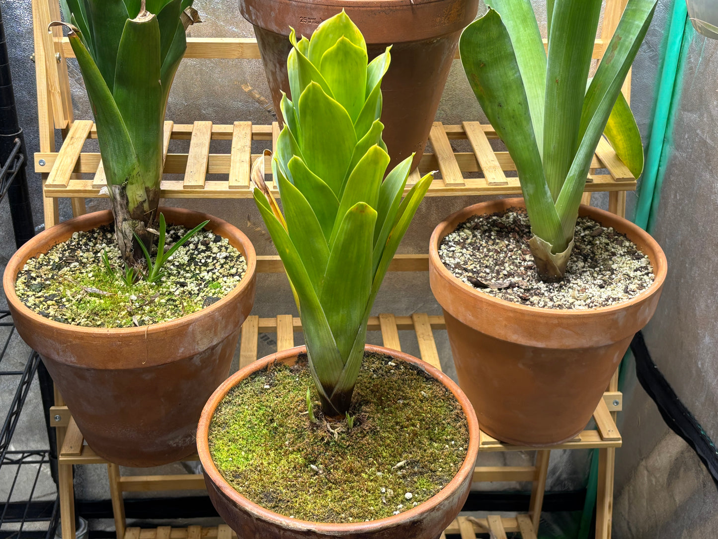 Brocchinia reducta