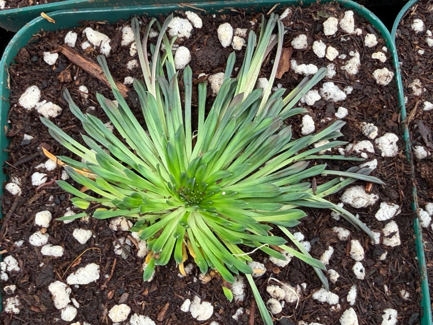 Stylidium caespitosum