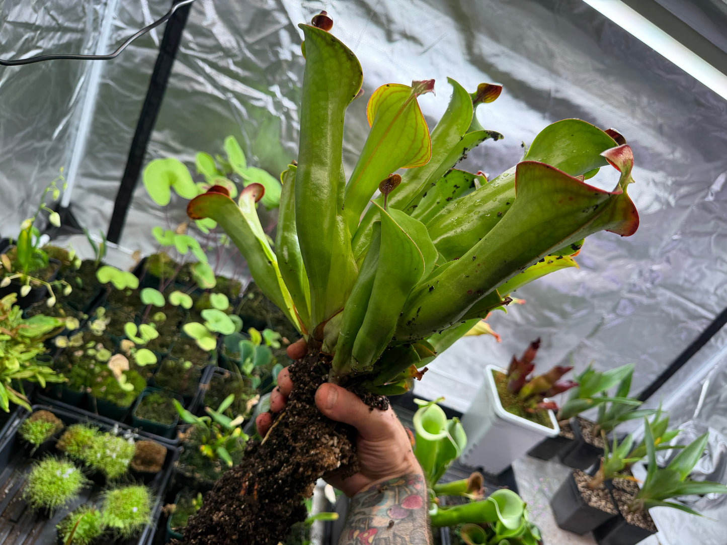 Heliamphora macdonaldae