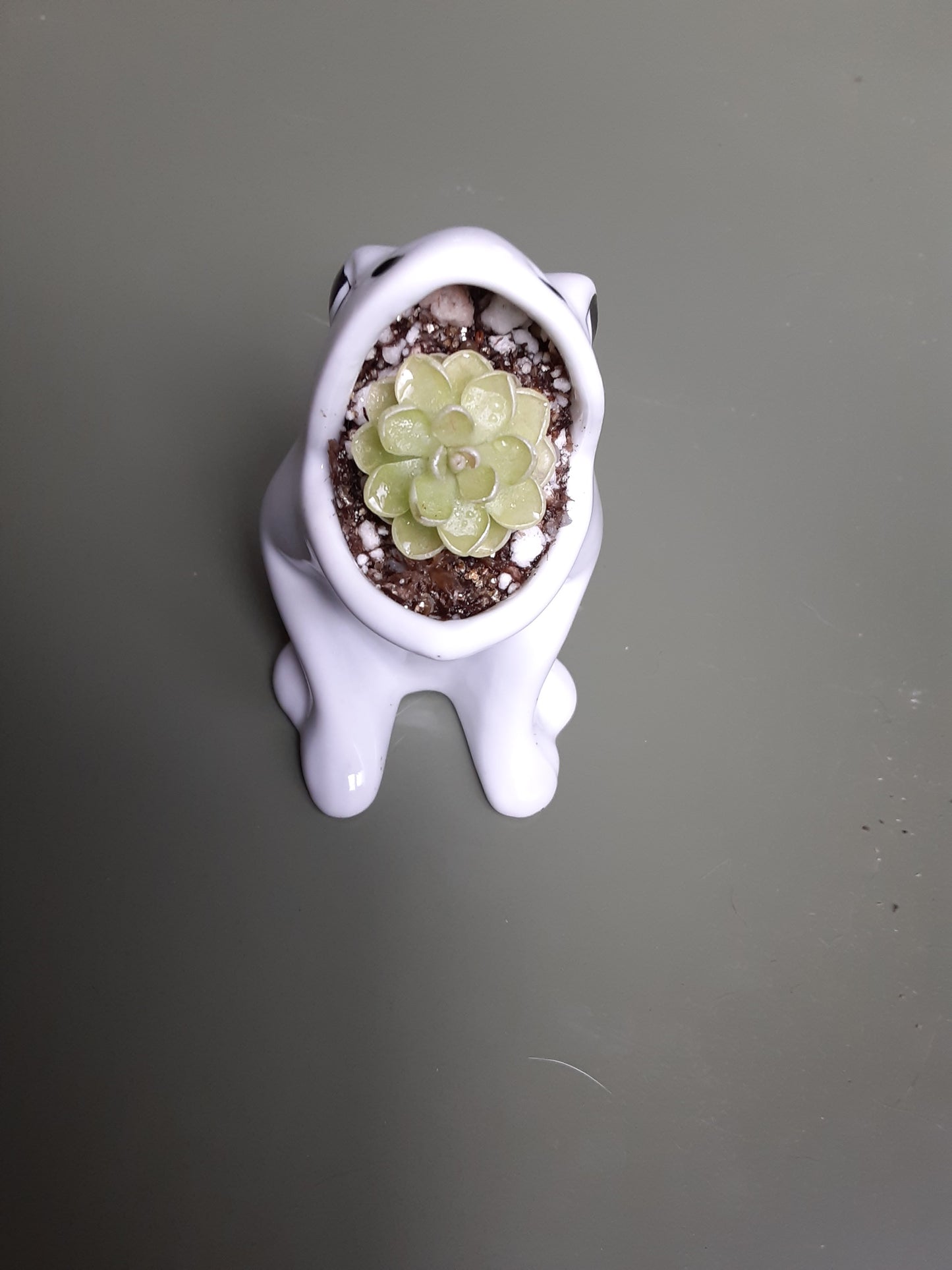 Pinguicula esseriana