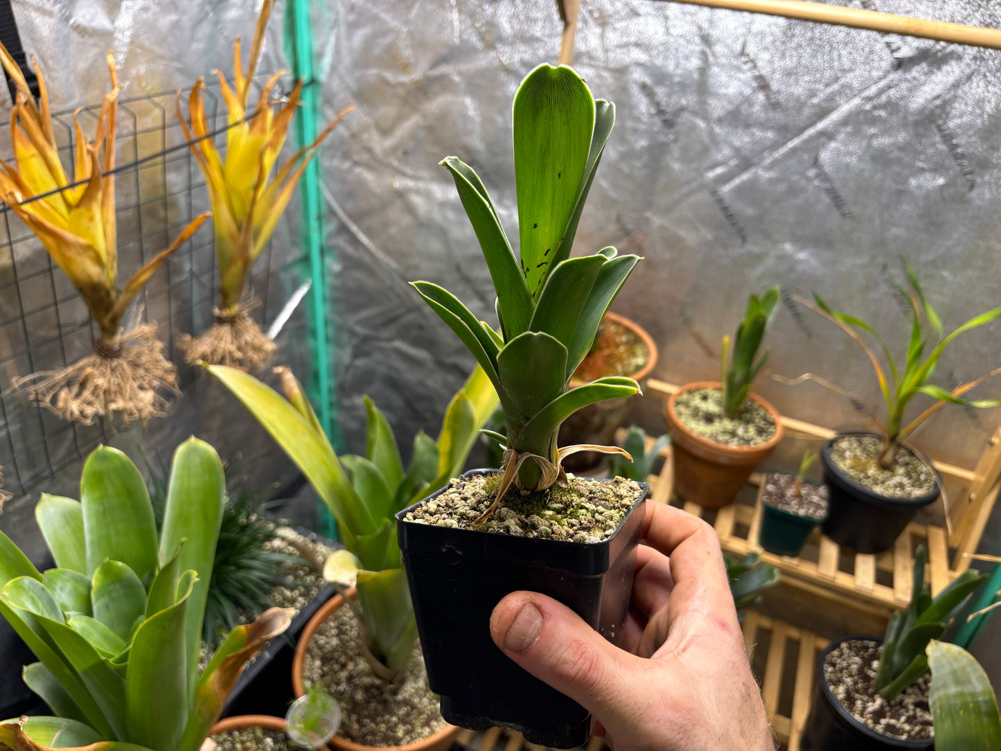 Brocchinia hechtioides