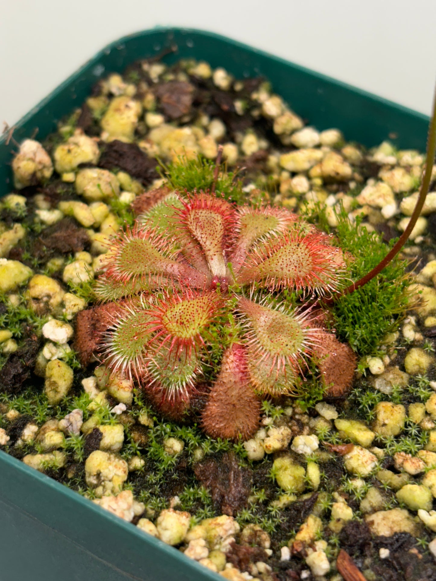 Drosera spatulata