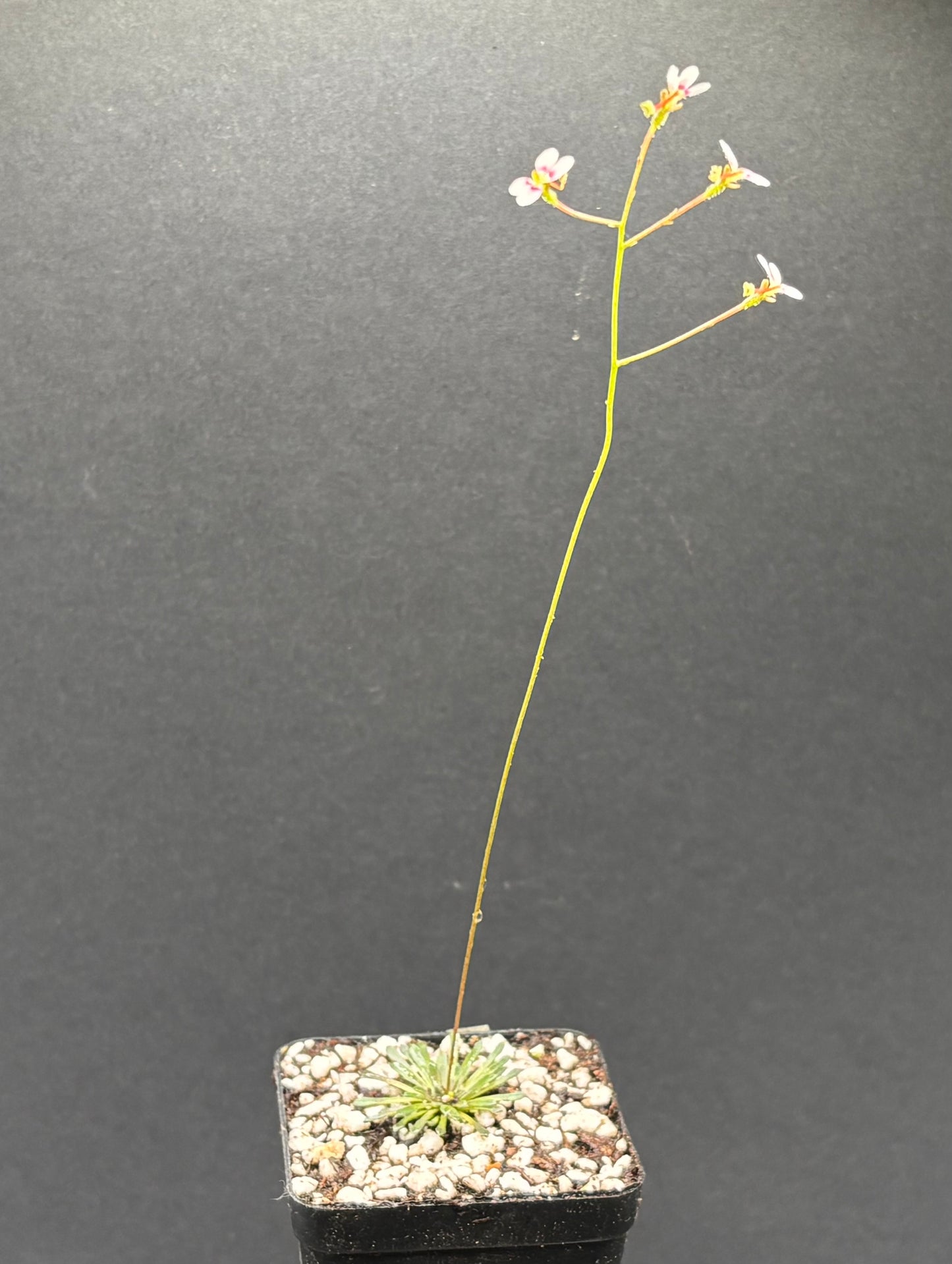 Stylidium caespitosum