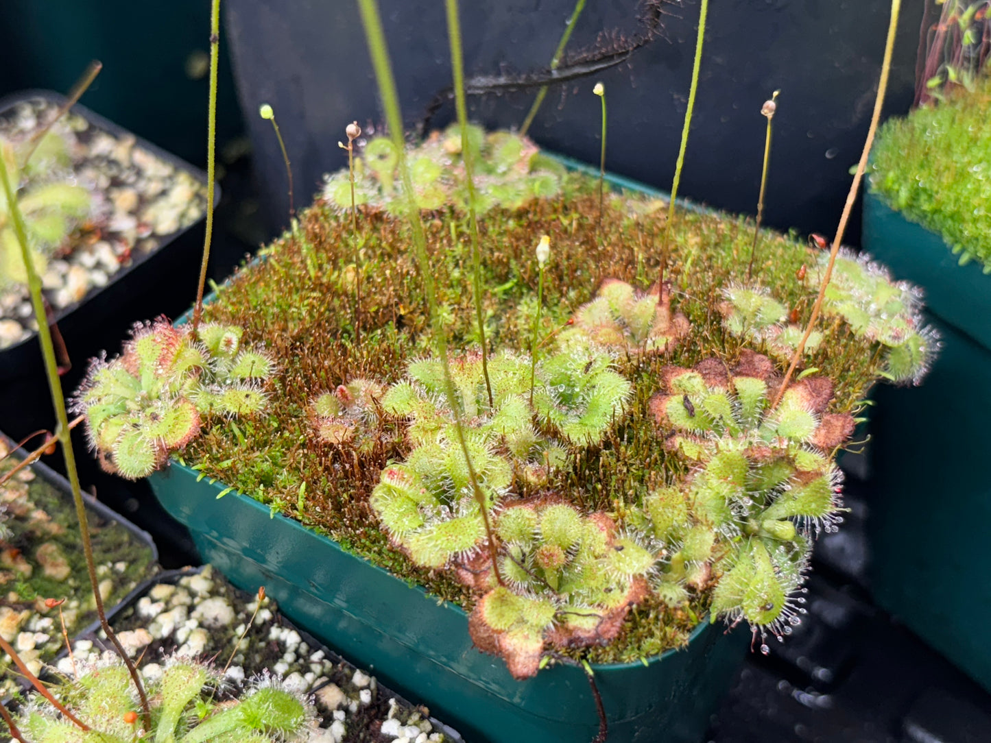 Drosera spatulata