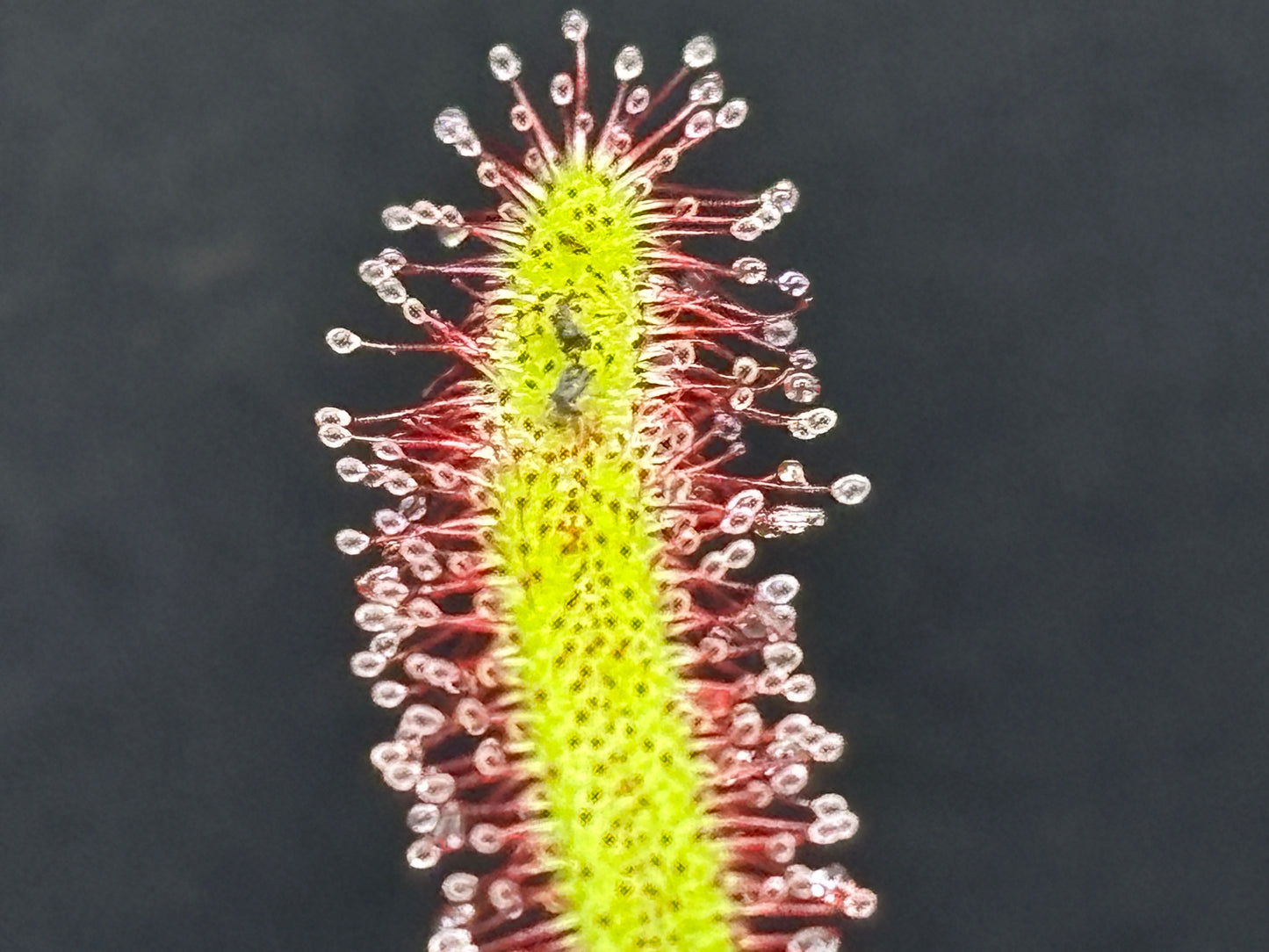 Drosera capensis “Red Form”