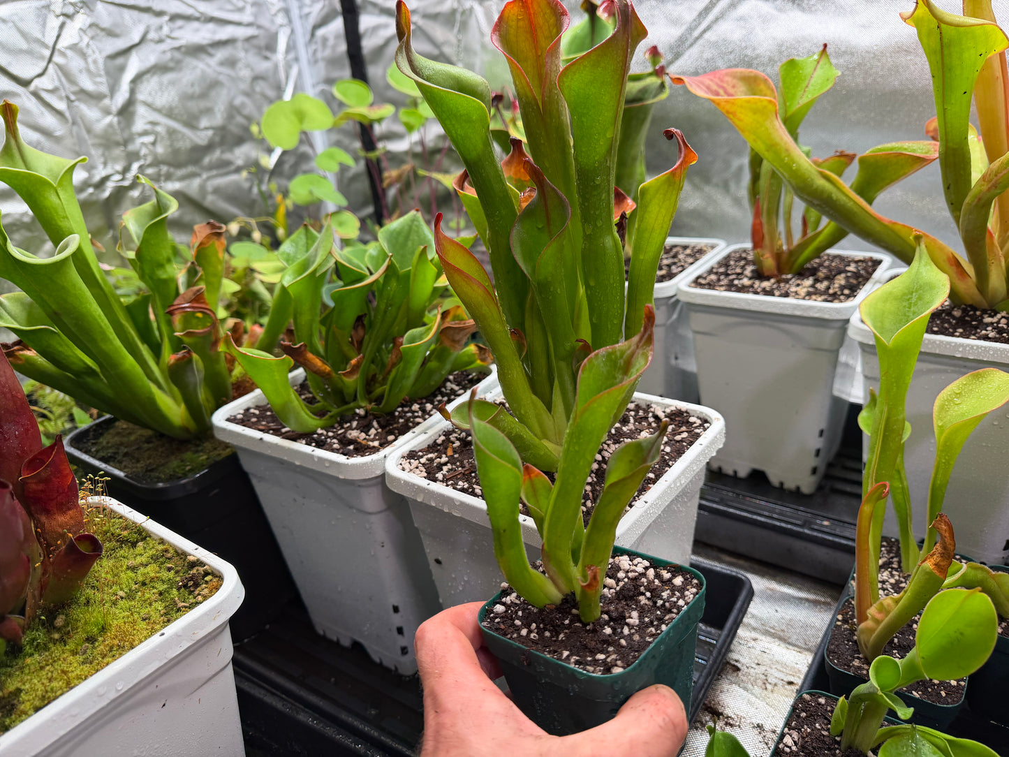 Heliamphora neblinae (Cerro Neblina)