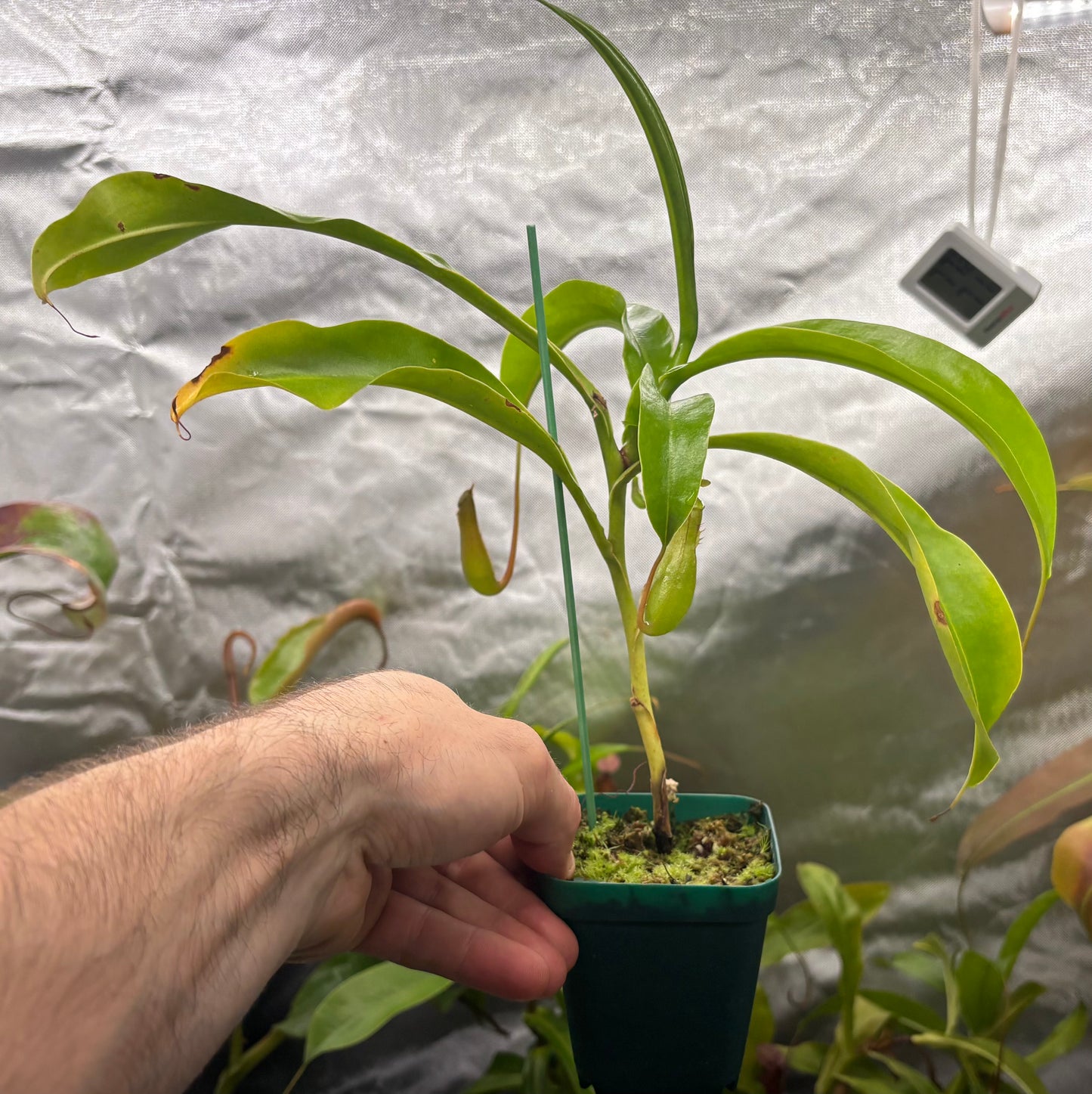 Nepenthes ventrata