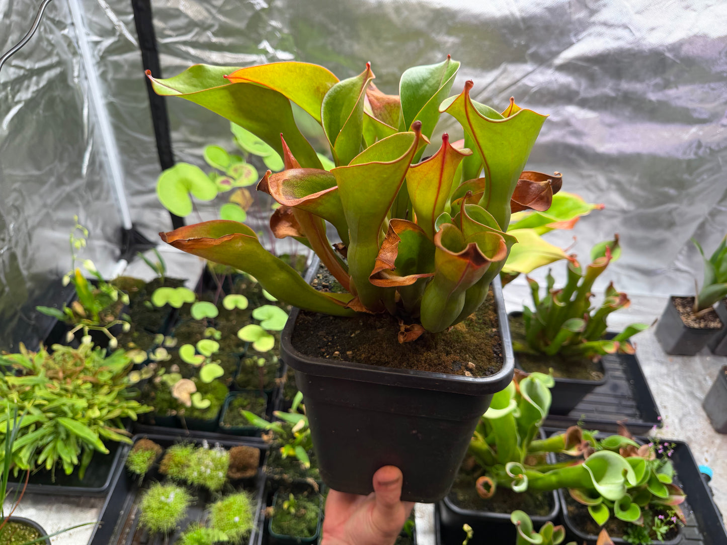 Heliamphora ionasi