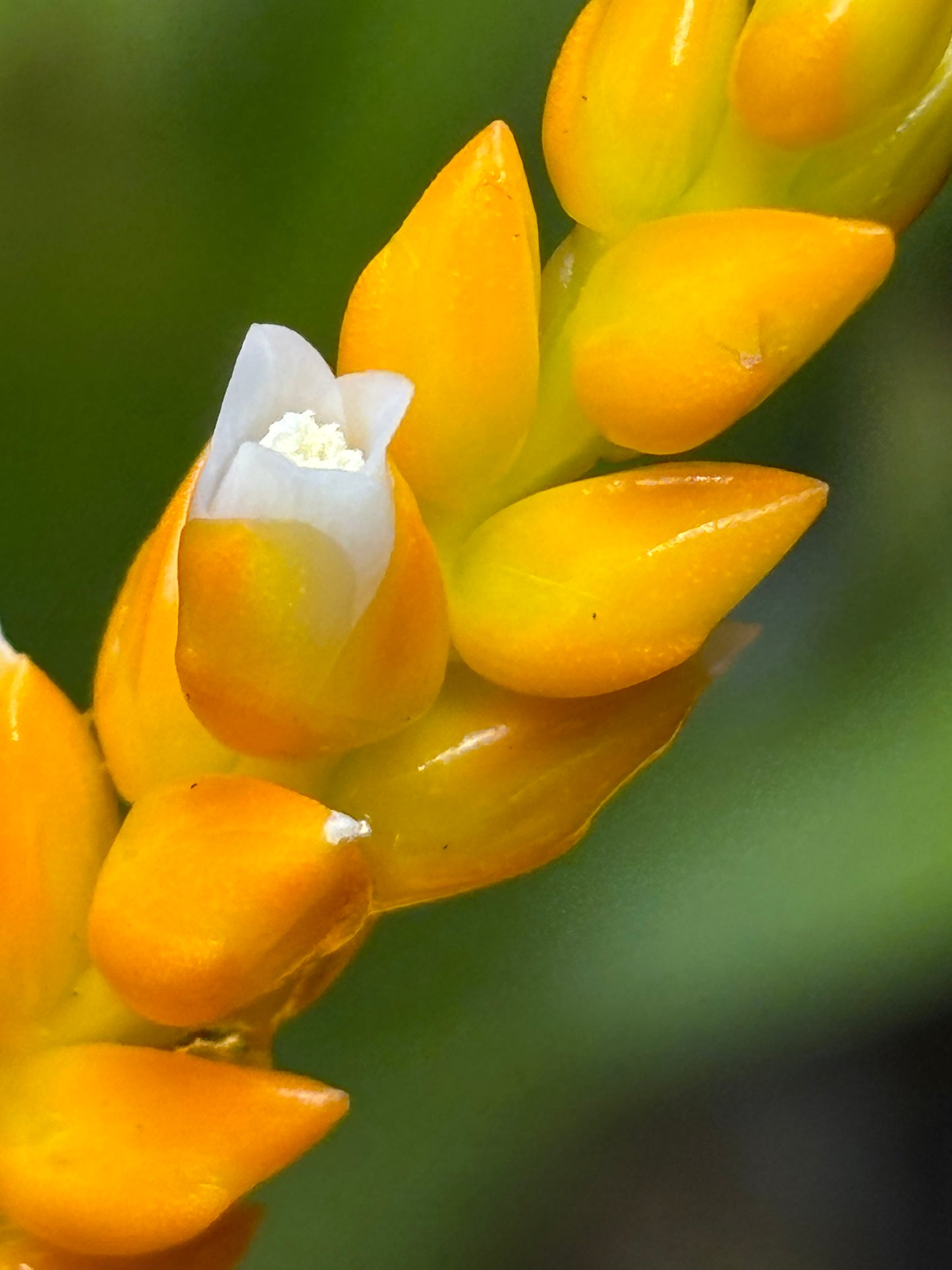 Catopsis berteroniana