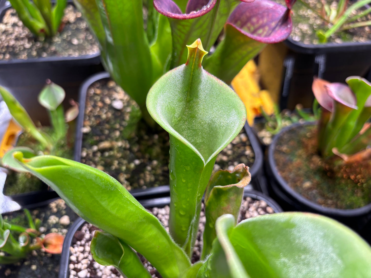 Heliamphora tatei