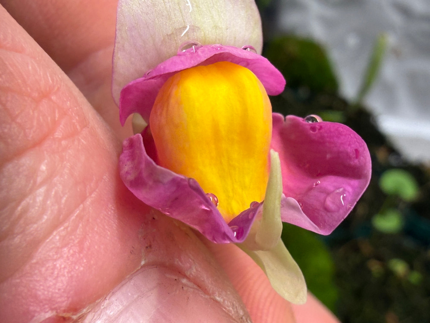 Utricularia jitka