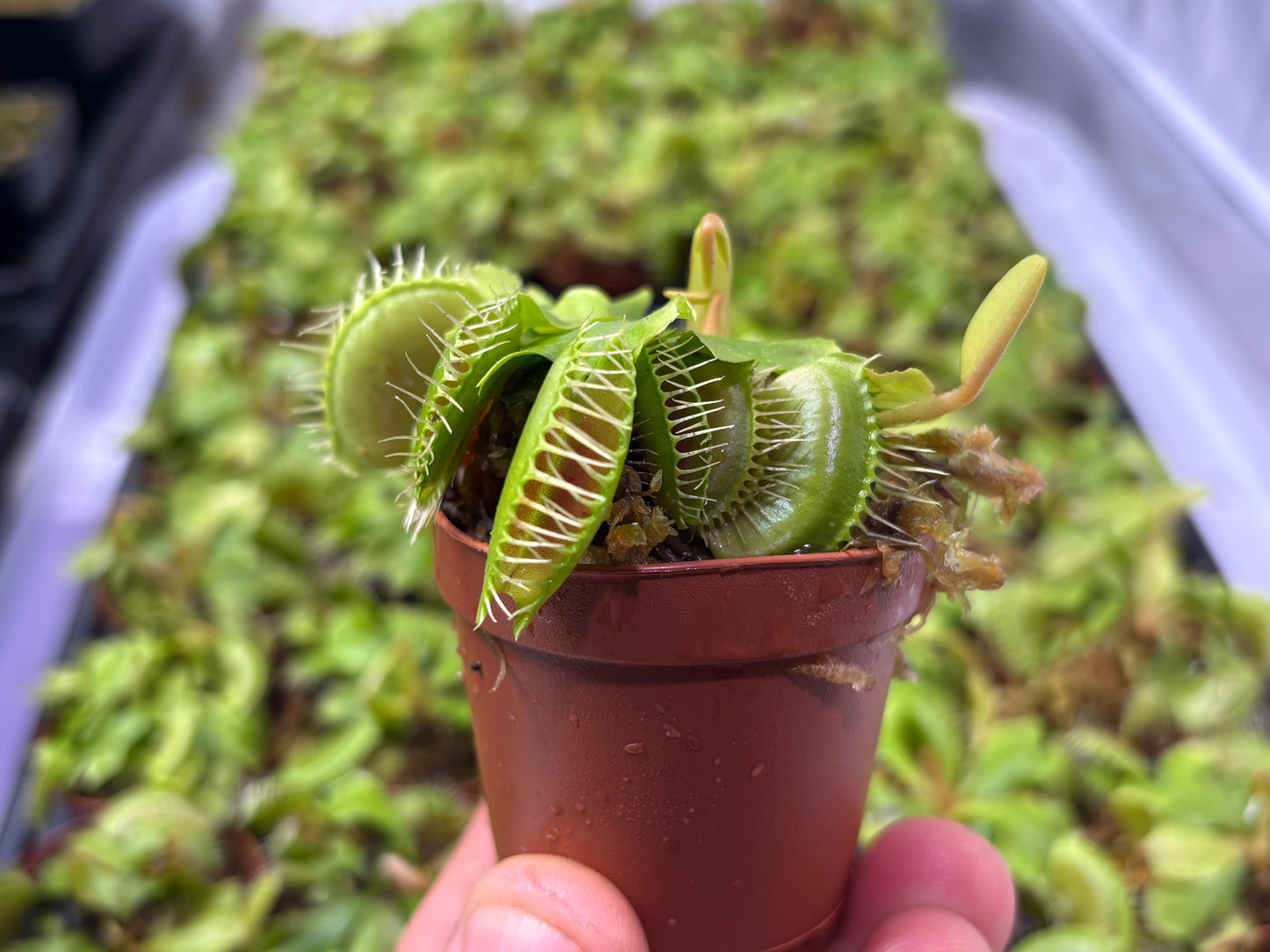 Dionea muscipula - Venus Flytrap