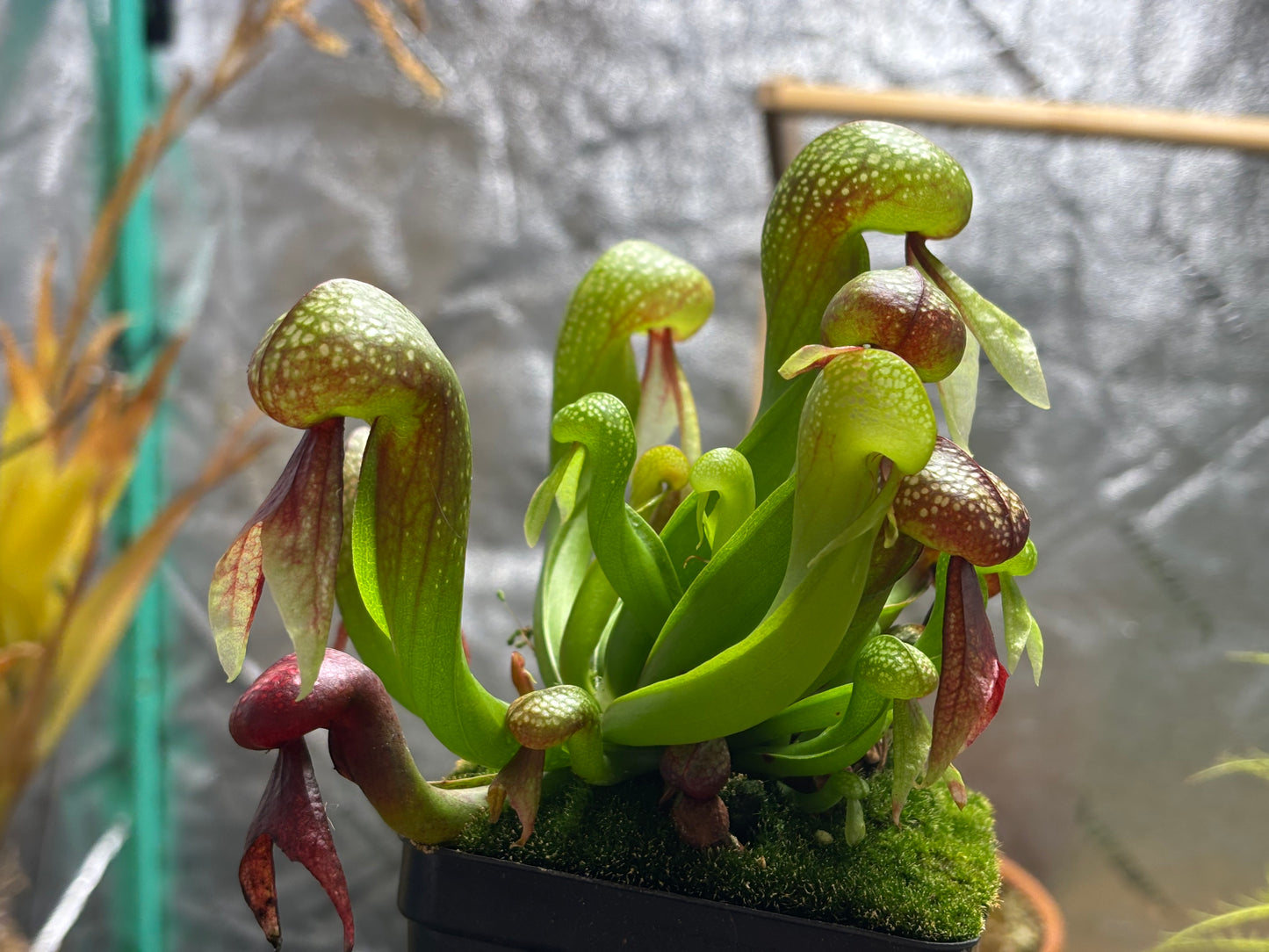 Darlingtonia californica