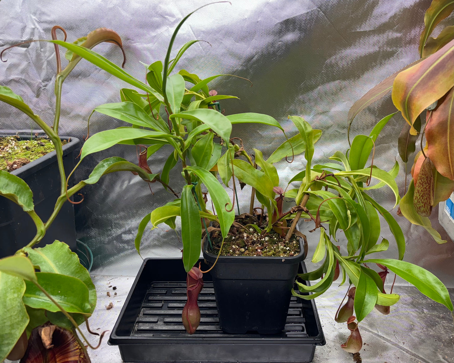 Nepenthes ventrata