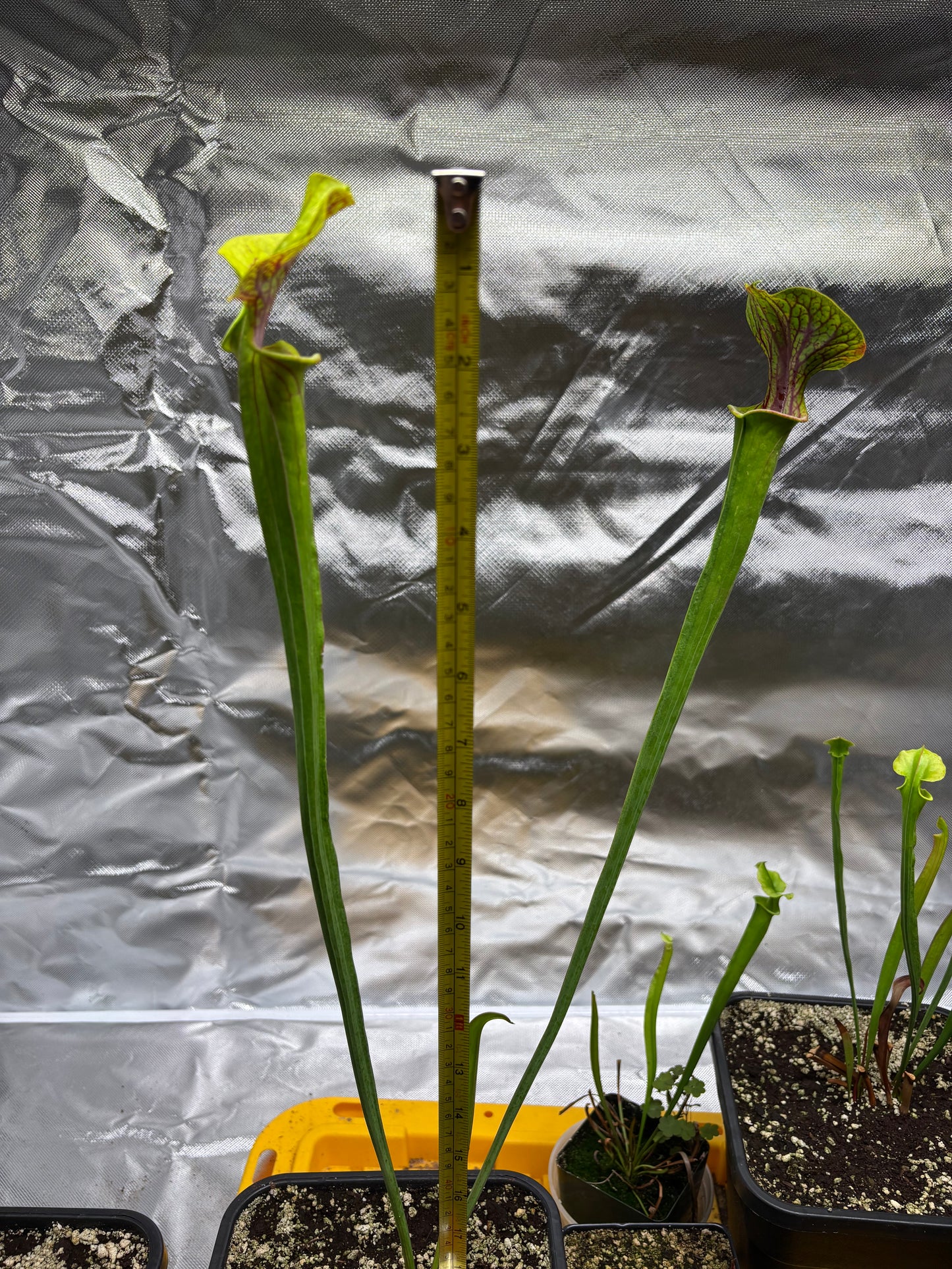Sarracenia flava x cuprea
