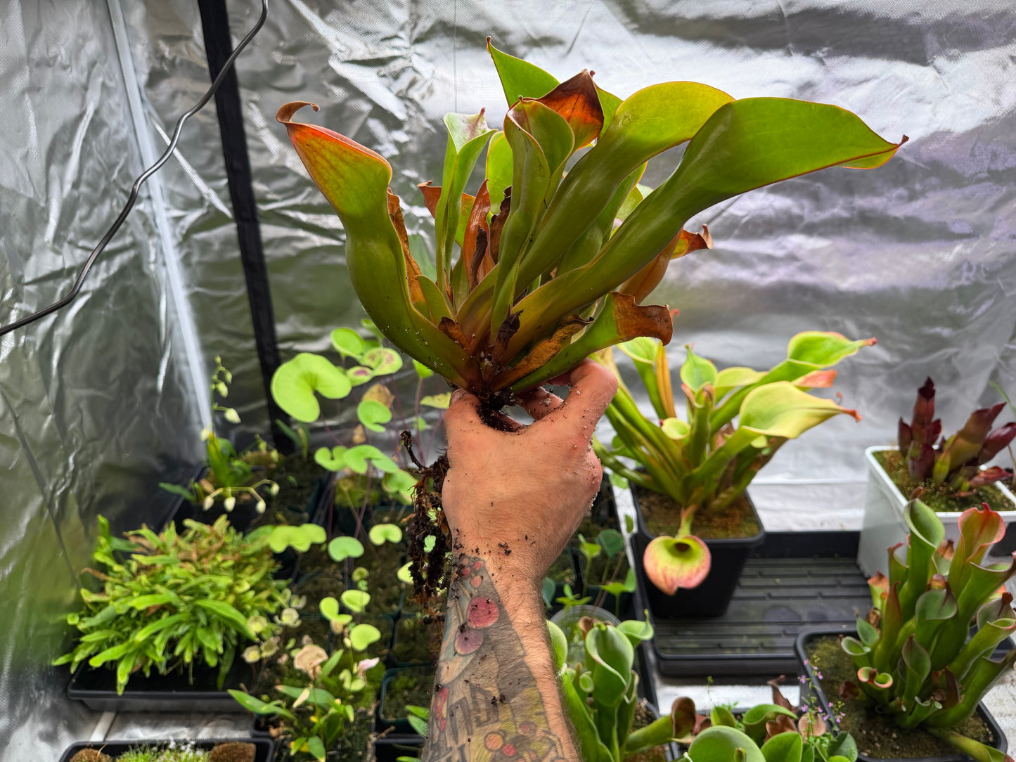 Heliamphora ionasi