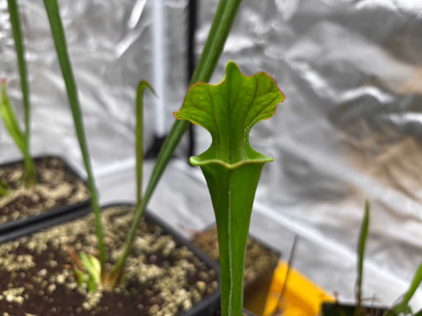Sarracenia flava x cuprea