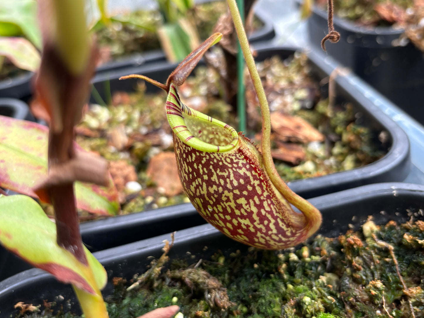 Nepenthes spectabilis x mira (Giant form)