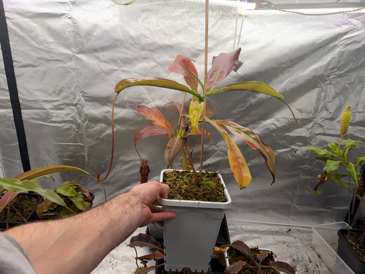 Nepenthes ‘Miranda’