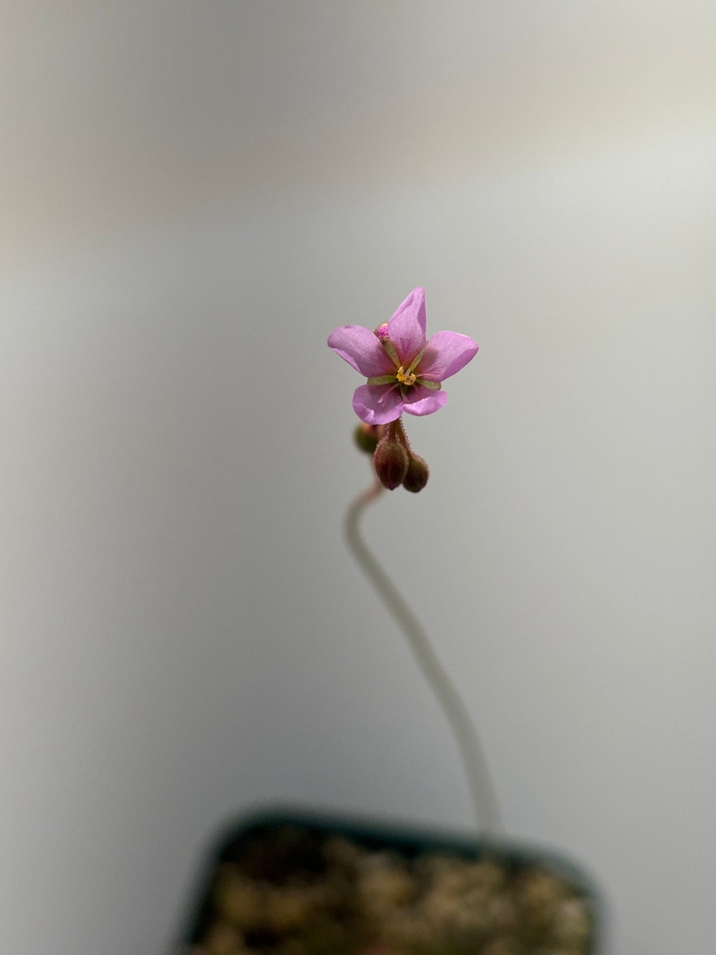 Drosera spatulata