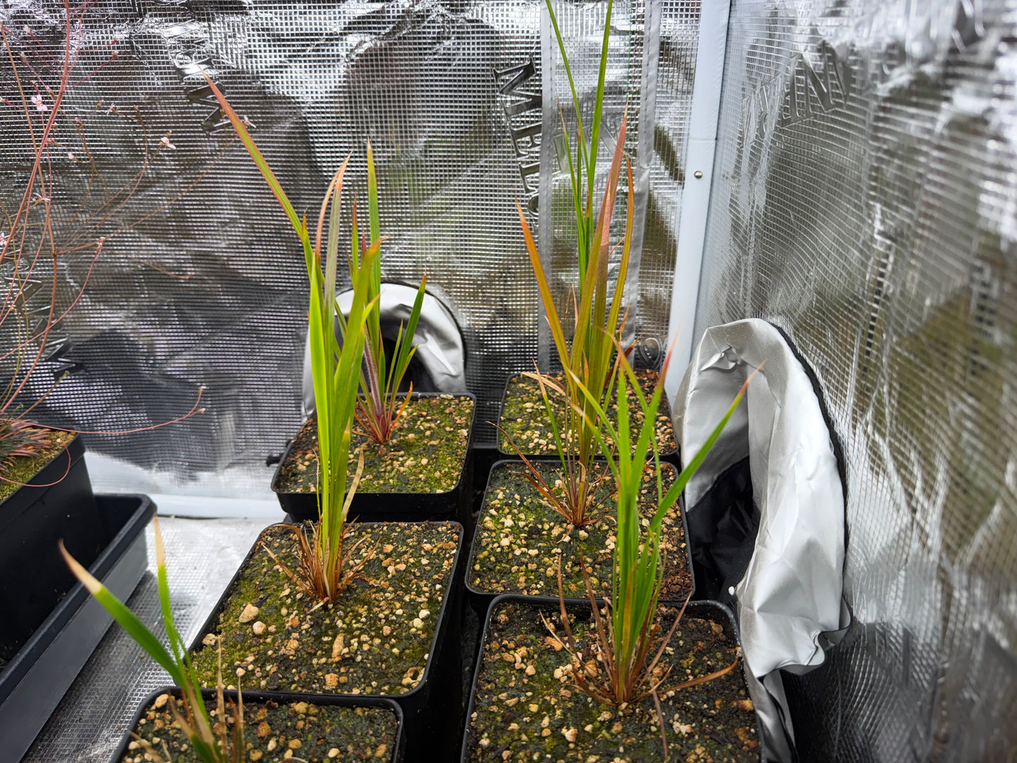 Stylidium affine -The Queen Triggerplant