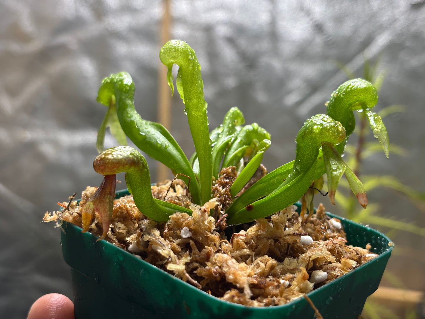 Darlingtonia californica