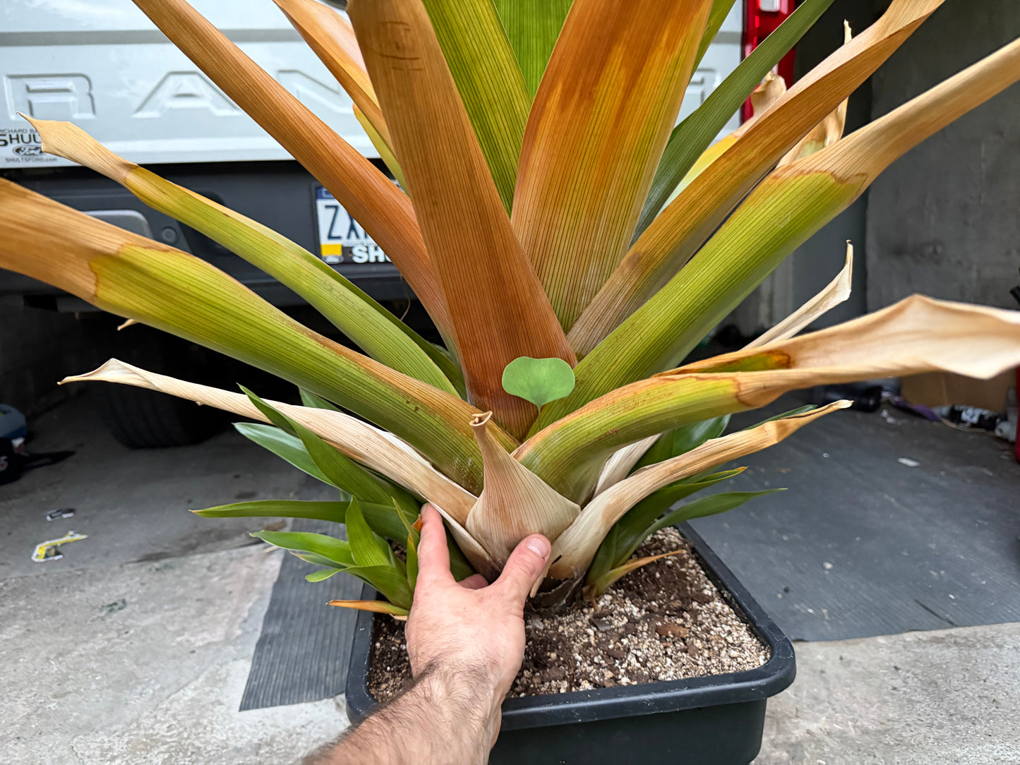 Brocchinia tatei