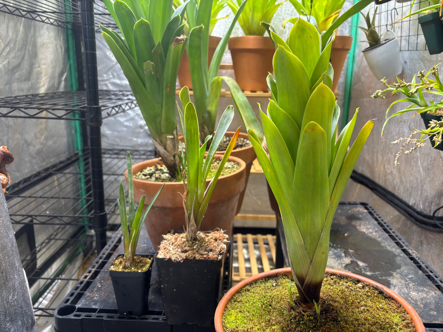Brocchinia reducta