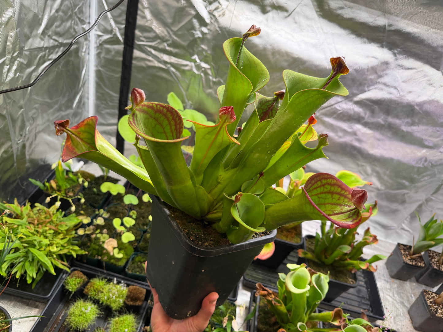 Heliamphora macdonaldae