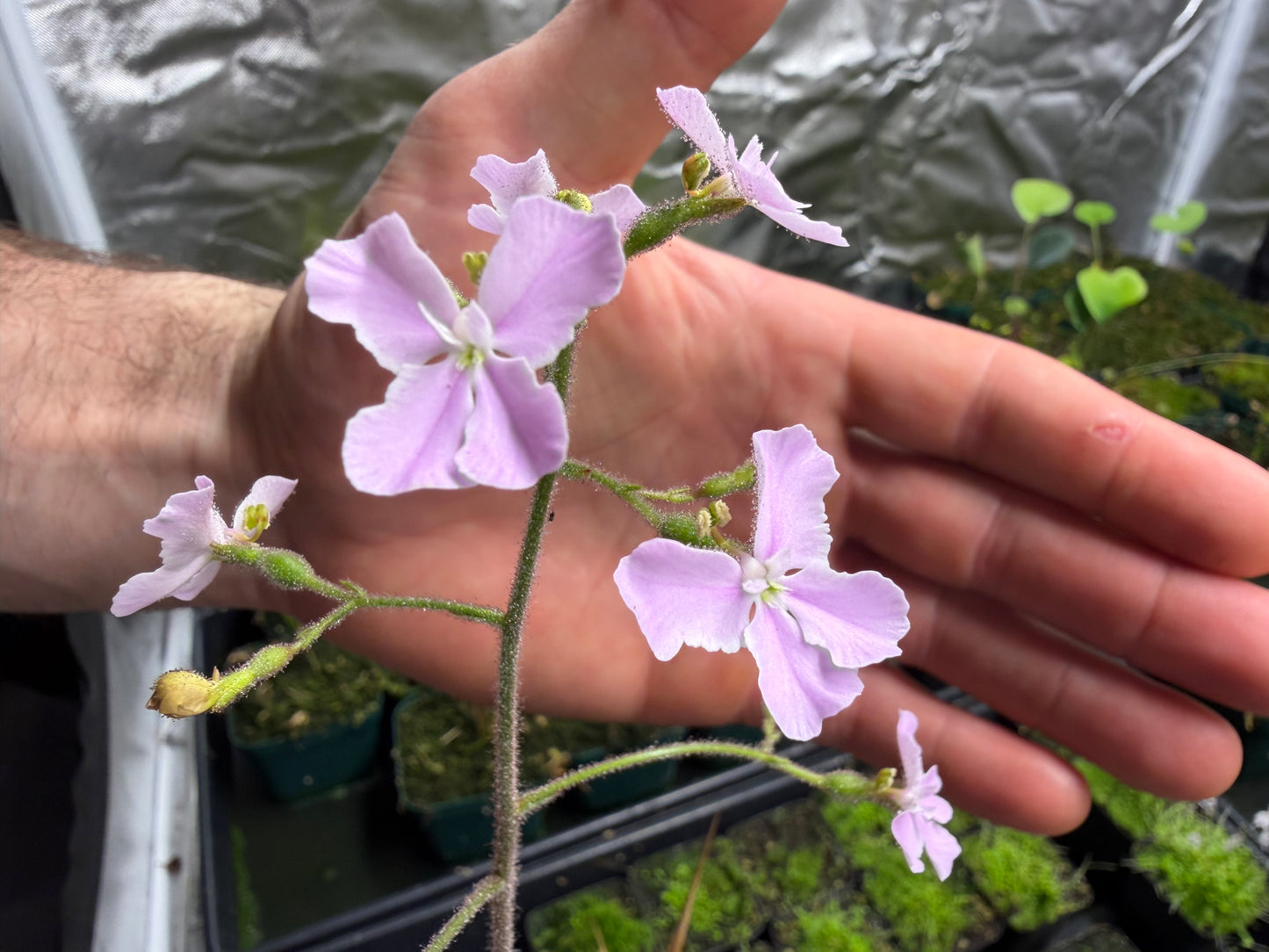 Stylidium affine -The Queen Triggerplant