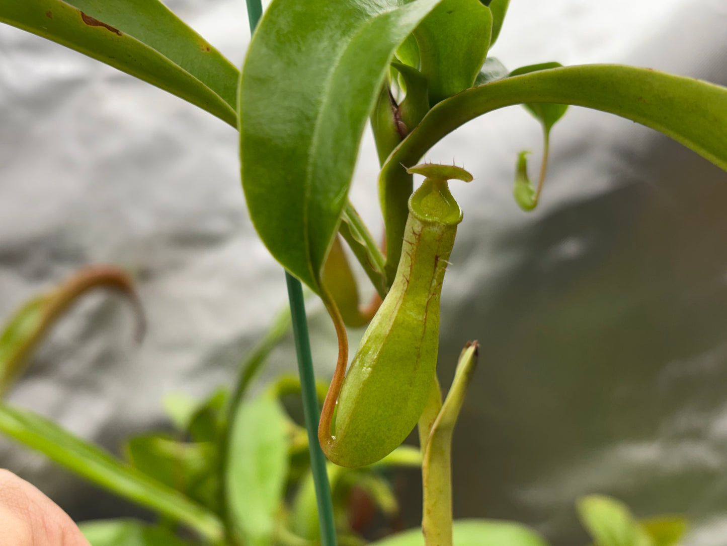 Nepenthes ventrata