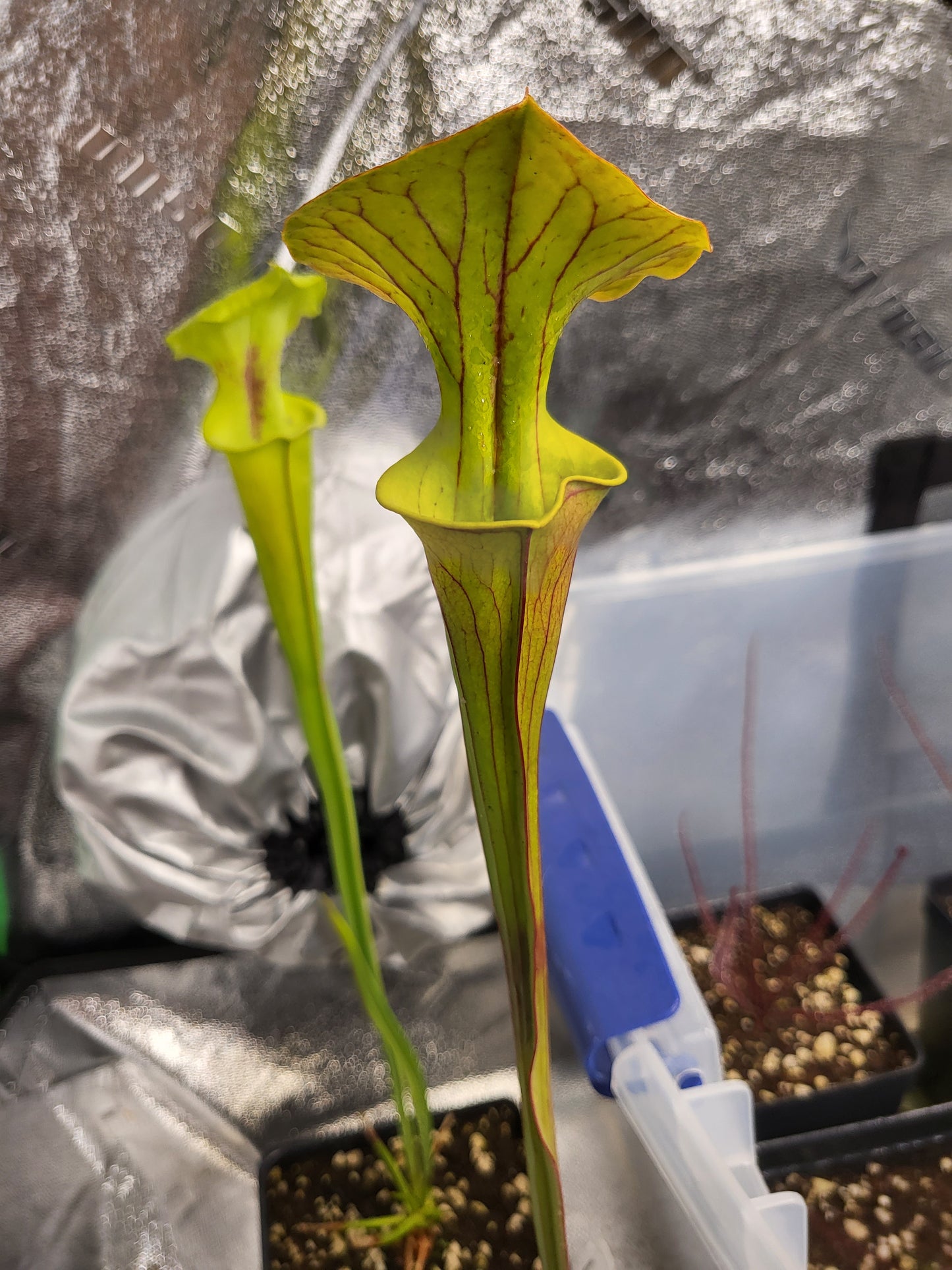 Sarracenia flava