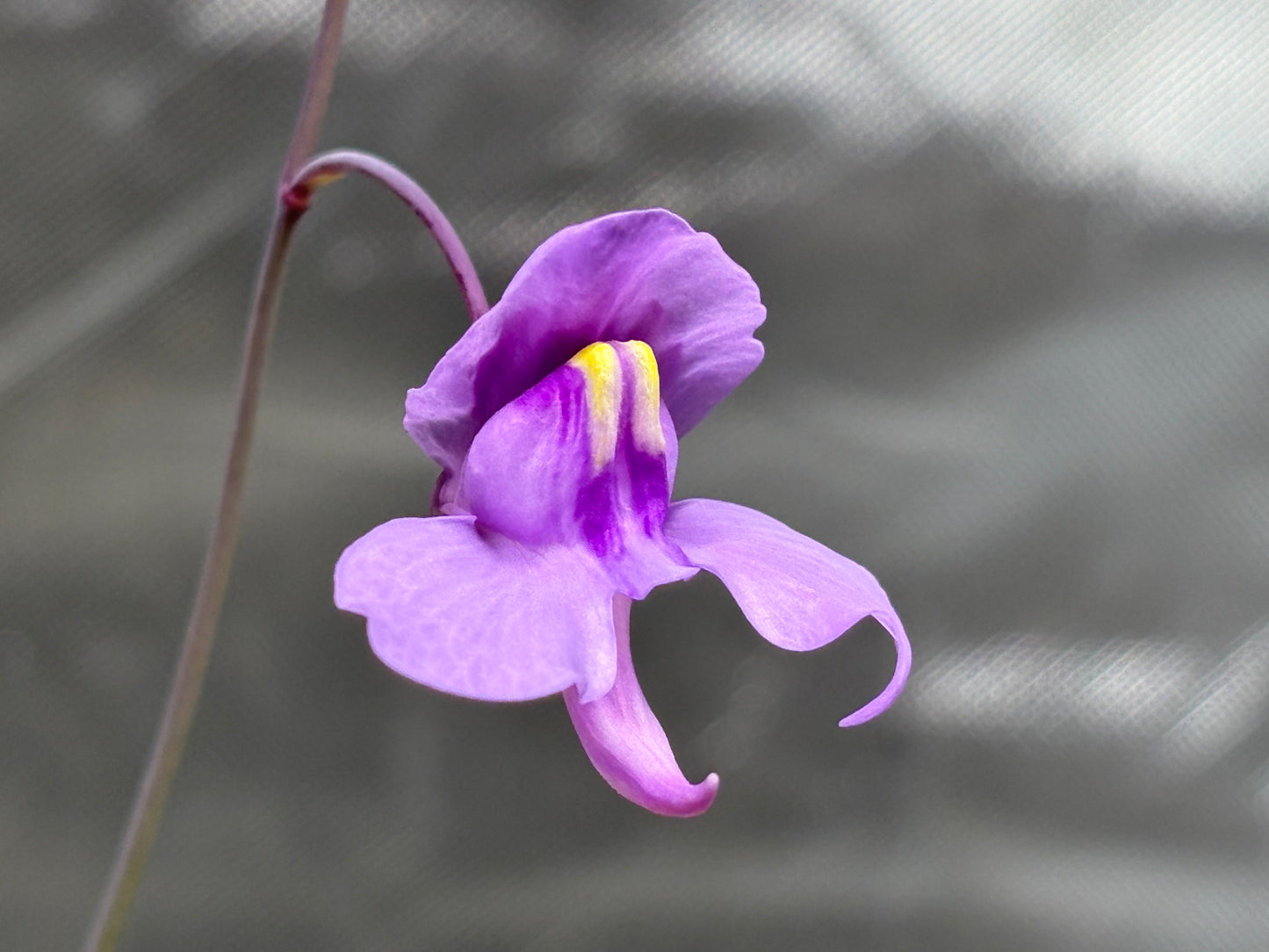 Utricularia nelumbifolia