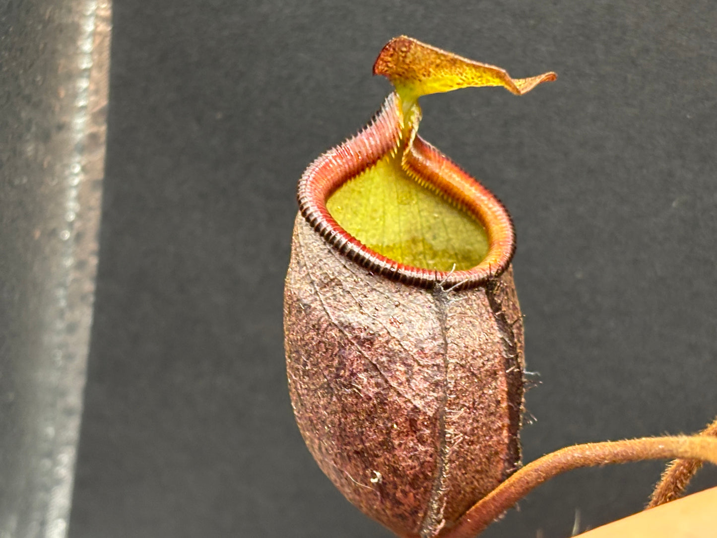 Nepenthes palawanensis