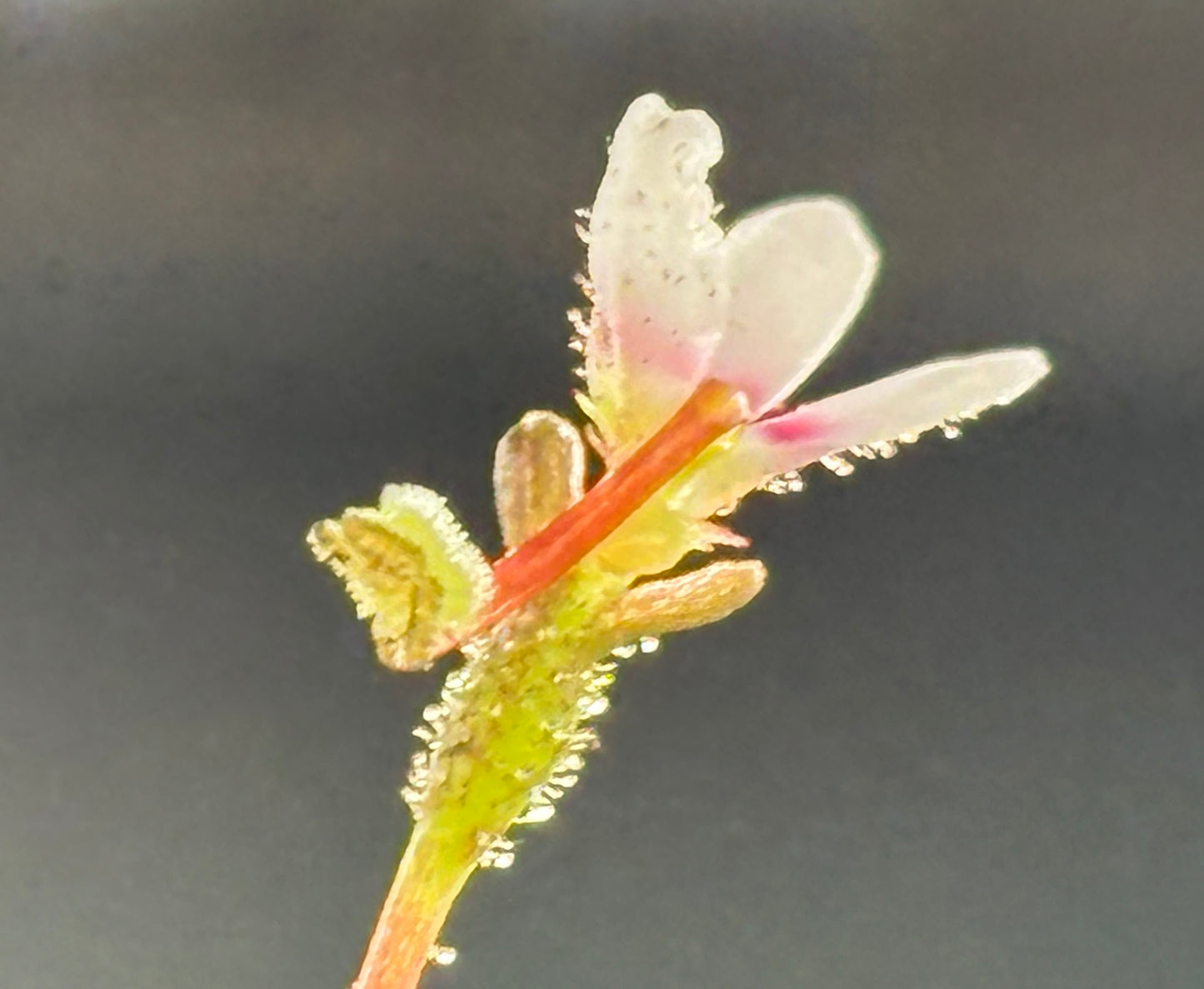 Stylidium caespitosum