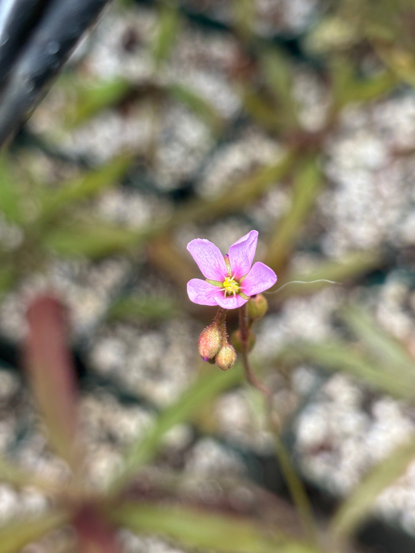 Drosera spatulata
