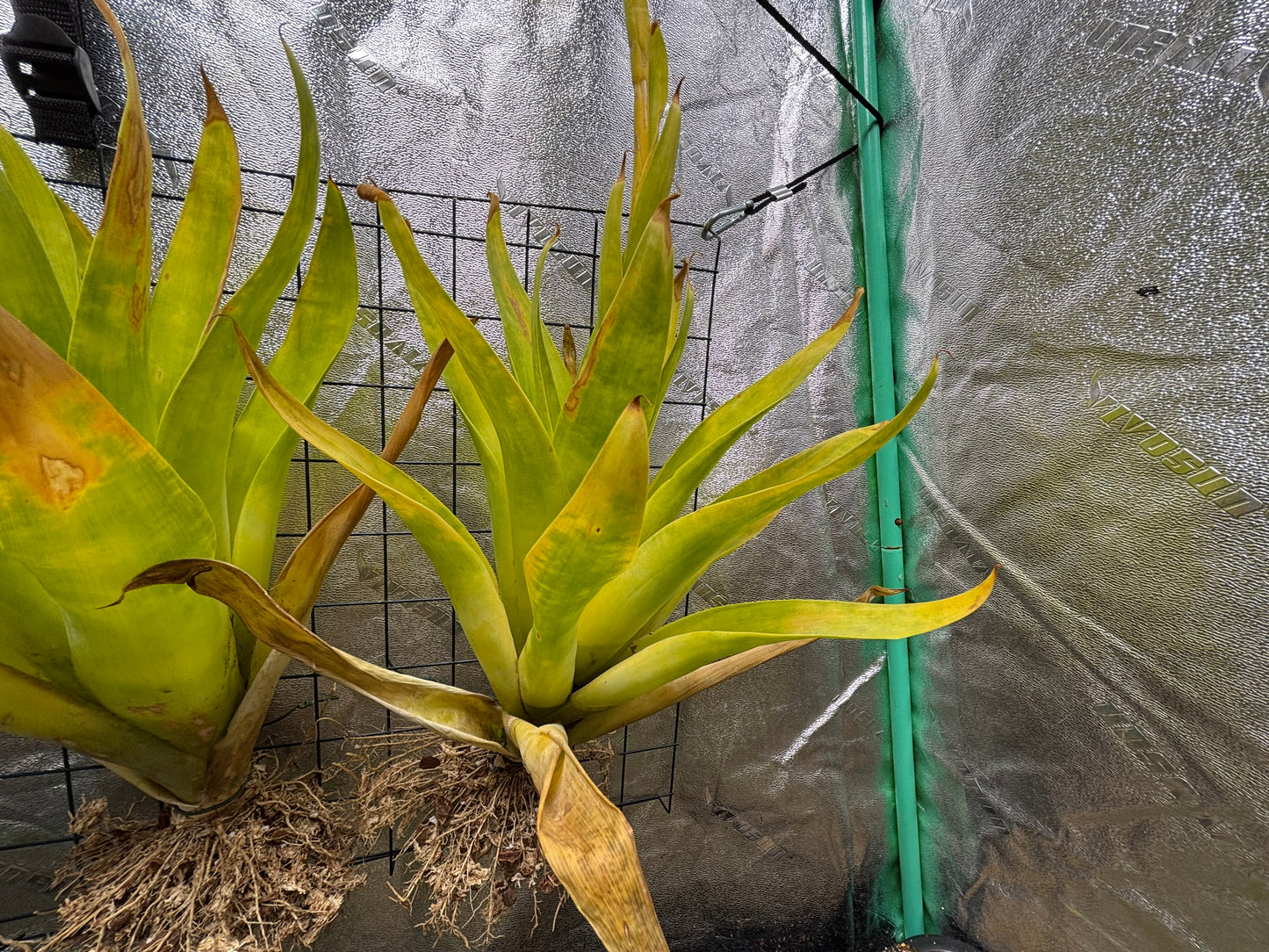 Catopsis berteroniana