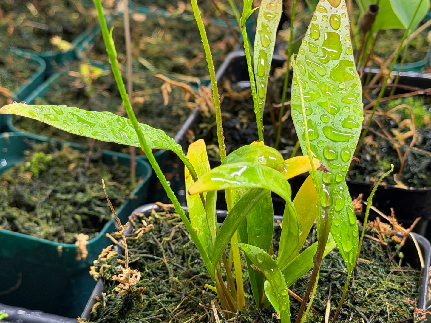 Utricularia jitka