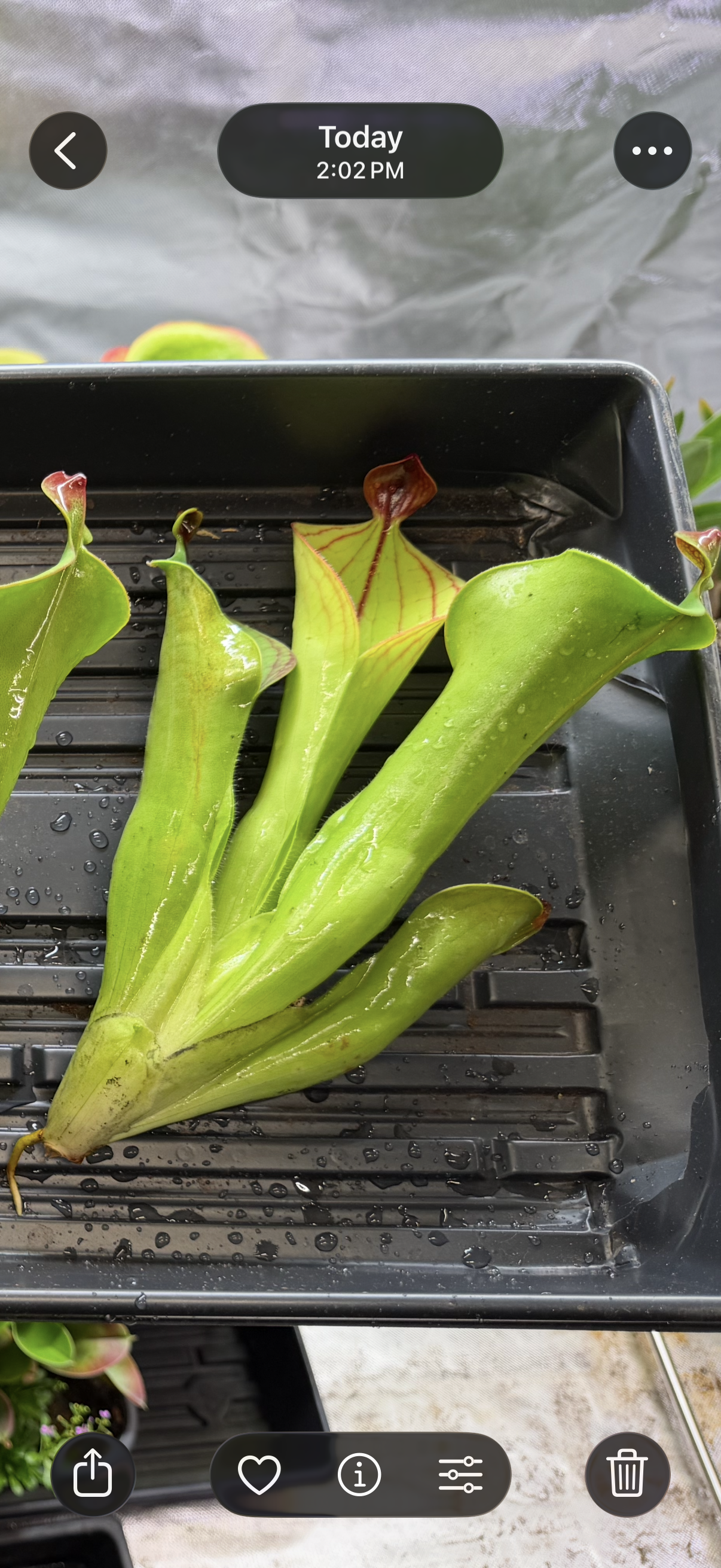 Heliamphora macdonaldae