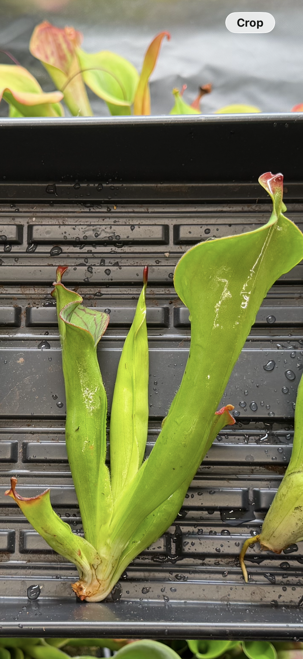 Heliamphora macdonaldae