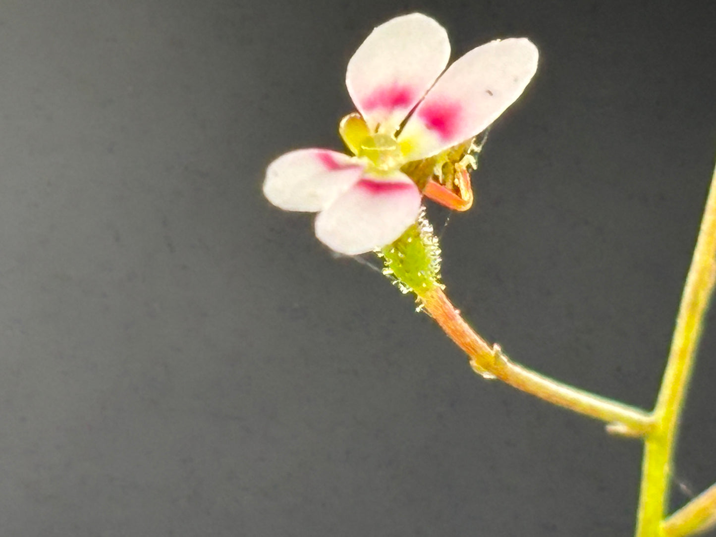 Stylidium caespitosum